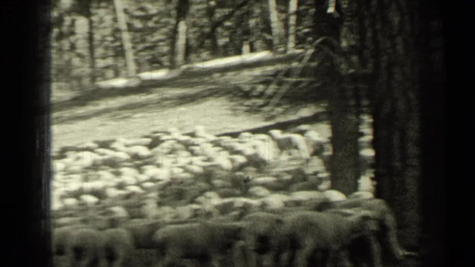 Black-and-white 8mm frame from Bend, Oregon, with sheep spread across a forested clearing and sunlight on the ground.