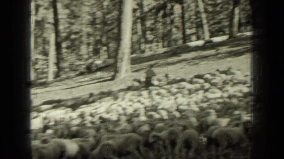 1937 8mm home-movie view of sheep moving in a tight group through trees near Bend, Oregon.