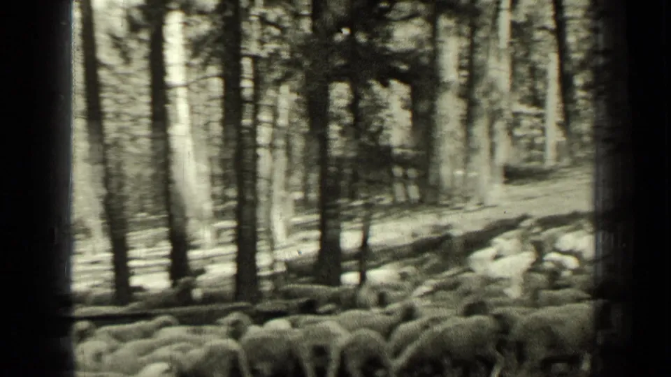 Bend, Oregon 1937 frame showing sheep in the foreground and a partially obscured man standing among tall trees.