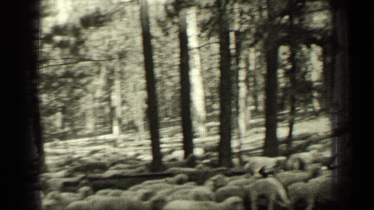 Flock of sheep moving among tall pine trees in a forest clearing.