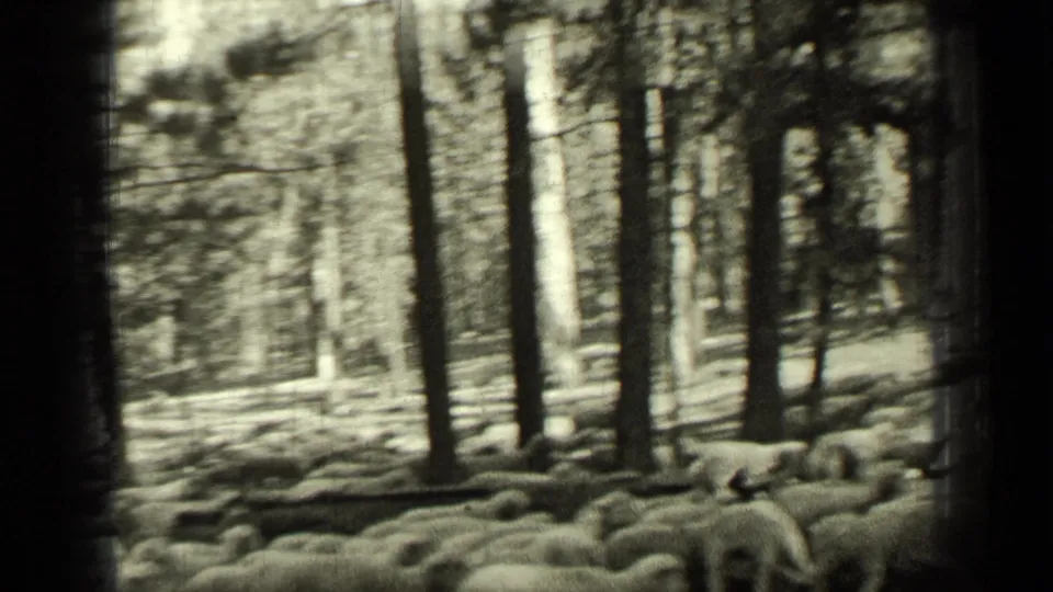 1937 Bend, Oregon 8mm frame showing sheep gathered and moving through a pine forest with dark film edges.