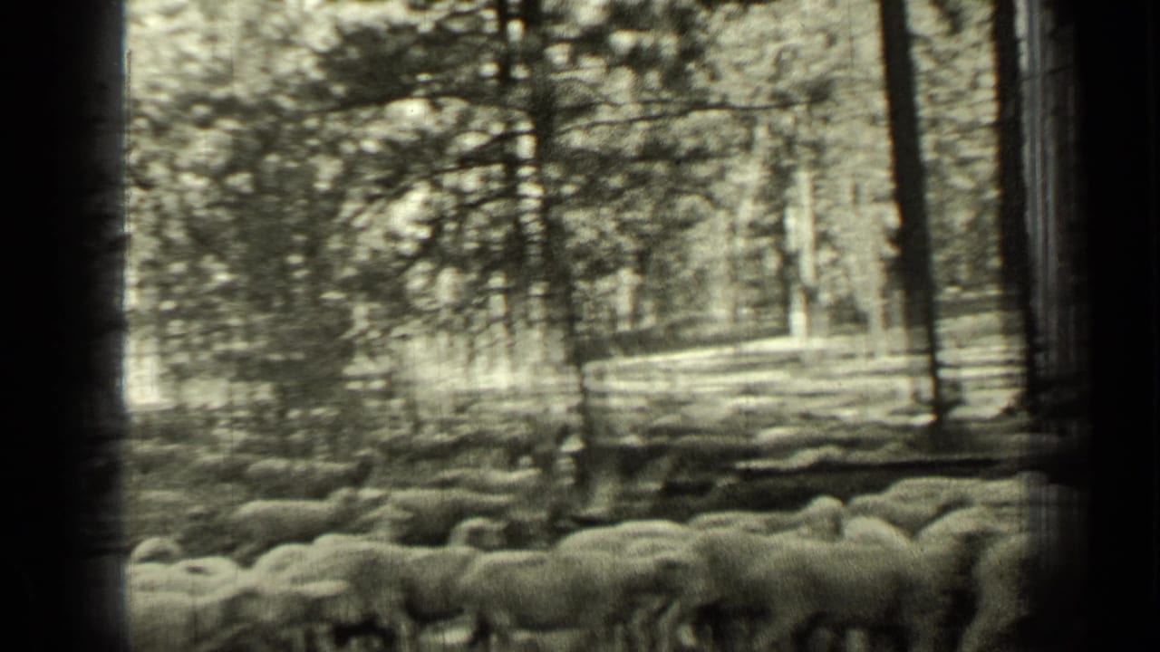 Sheep clustered across the lower frame beneath pine trees.