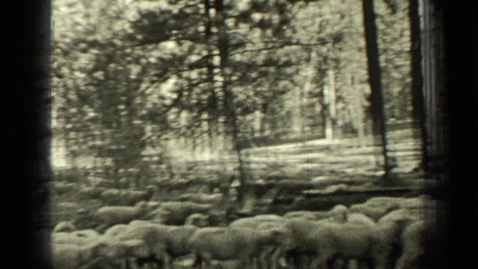 A flock of sheep moves across wooded ground in Bend, Oregon, with pine trunks and bright forest light behind them.