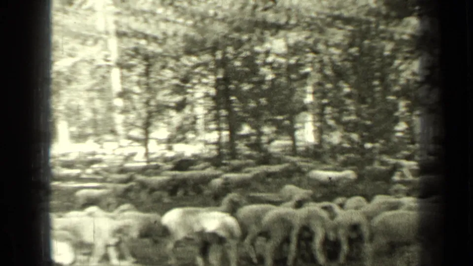 Black-and-white 8mm frame of a crowded sheep flock in a pine forest near Bend, Oregon, with soft exposure and film grain.