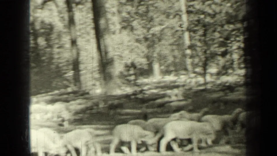 Sheep walk through a pine forest in a 1937 Bend, Oregon home-movie frame with visible grain and soft contrast.