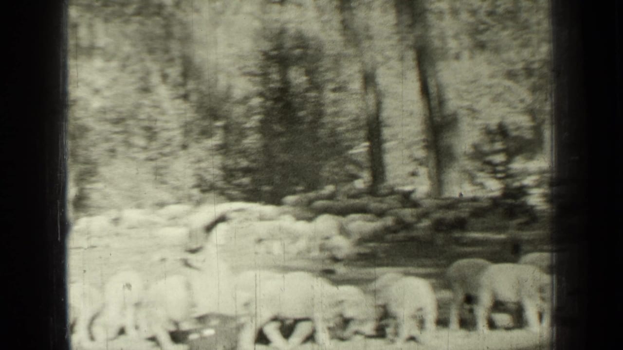 1937 Bend, Oregon home-movie frame showing sheep scattered among trees in a wooded clearing.