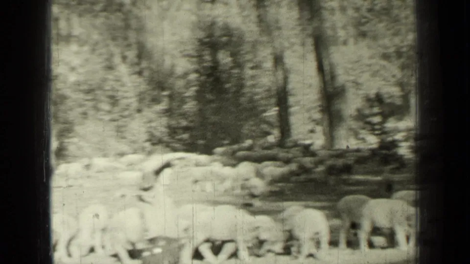 1937 Bend, Oregon home-movie frame showing sheep scattered among trees in a wooded clearing.