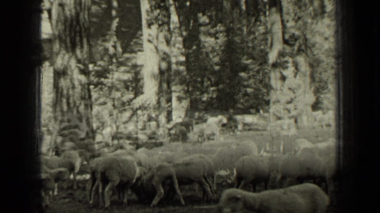 A flock of sheep fills a wooded area, with trees and film-edge darkness visible.