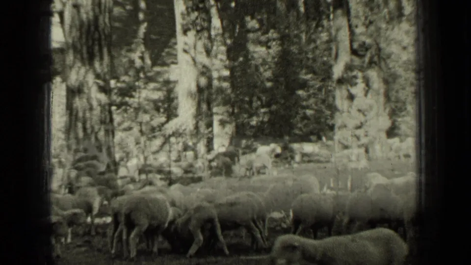 Black-and-white 8mm frame of a sheep flock moving among tall trees near Bend, Oregon in 1937.