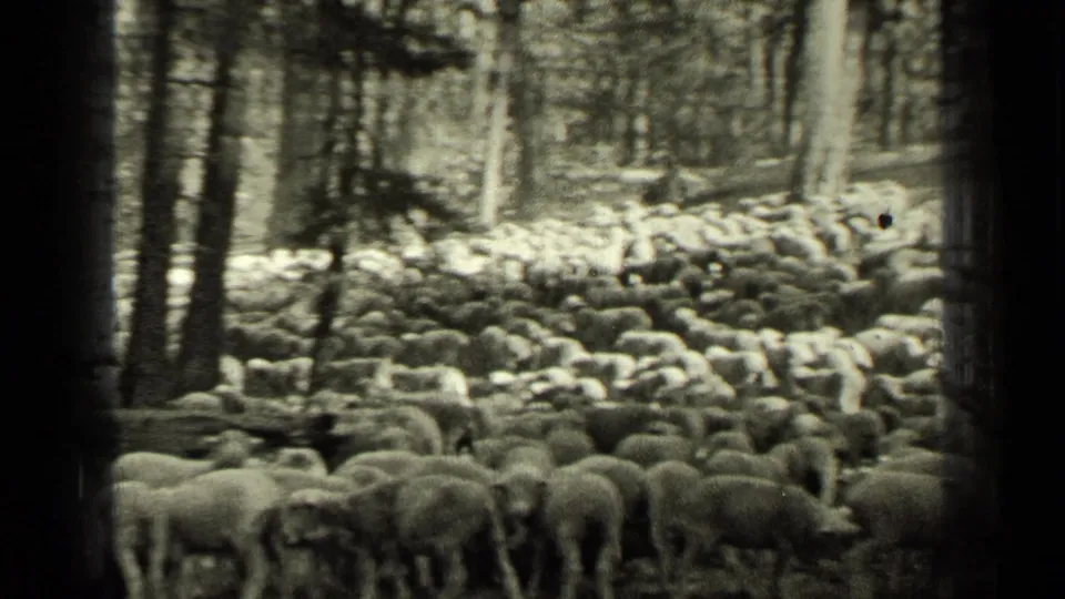 Dense flock of sheep seen under trees in a 1937 Bend, Oregon 8mm home-movie frame.