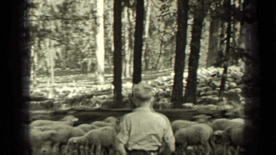 Young man viewed from behind as he watches sheep moving through woods near Bend, Oregon in 1937.