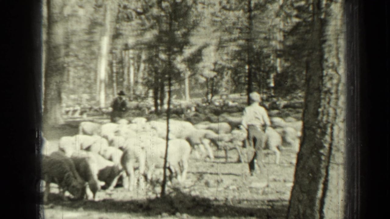 Sheep flock moves through a wooded trail while a man stands among the trees.