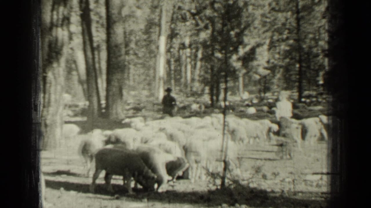 Sheep pass between tall trees with two distant figures near the flock.