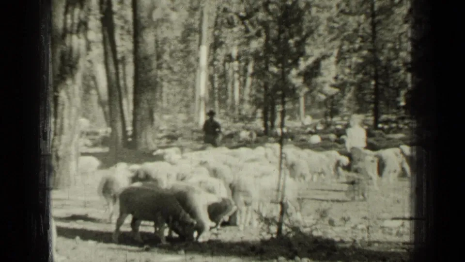 Sheep move across a sunlit wooded area in a 1937 Bend, Oregon home-movie frame, with distant adult figures near the flock.