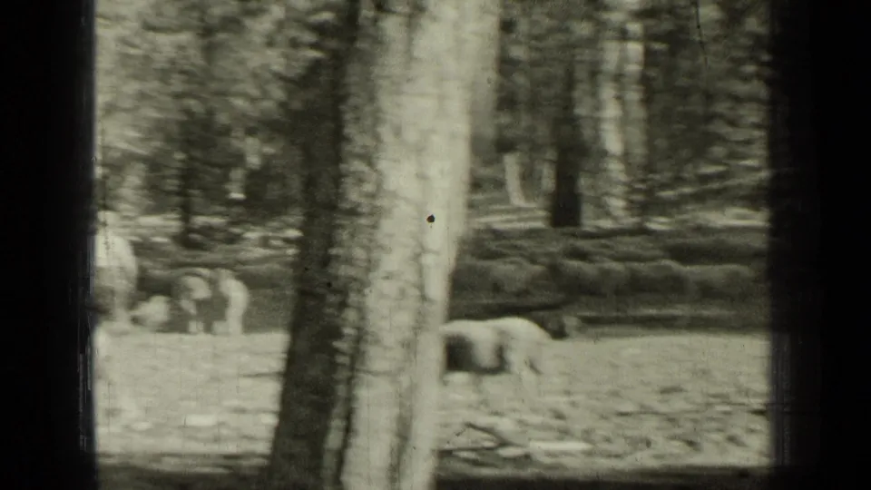 A soft 8mm frame shows sheep scattered through a wooded clearing, partly blocked by a large tree trunk in the foreground.