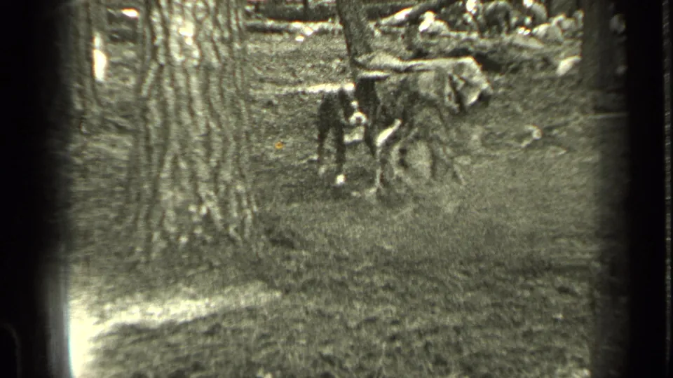 Two dogs play near a large tree in a wooded Bend, Oregon yard in 1937 home-movie footage.