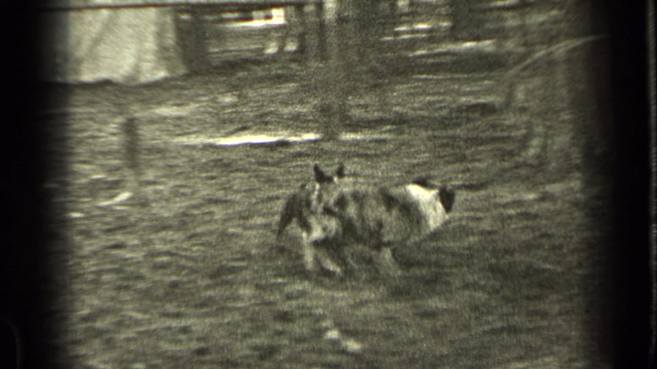 A dog runs across an open patch of yard with trees in the background.