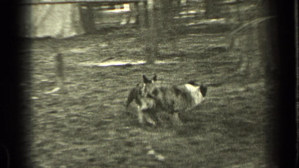 A dog crosses a rough wooded yard in Bend, Oregon, captured in soft 1937 8mm footage.