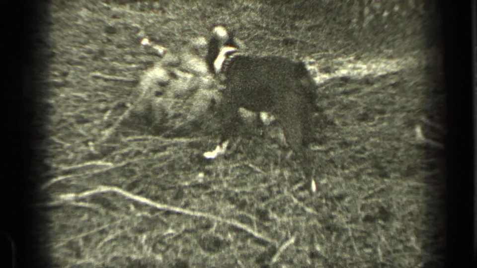 Two dogs tumble together on a wooded Bend yard floor in grainy 1937 home-movie footage.