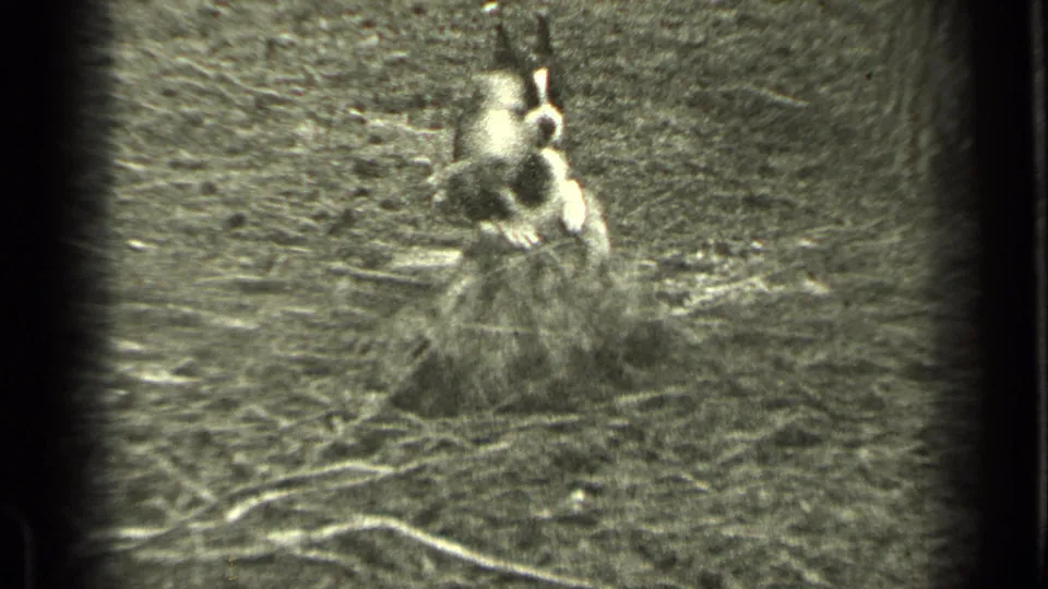 Two dogs pause mid-play beside a stump or low log in a wooded Bend, Oregon yard, 1937.