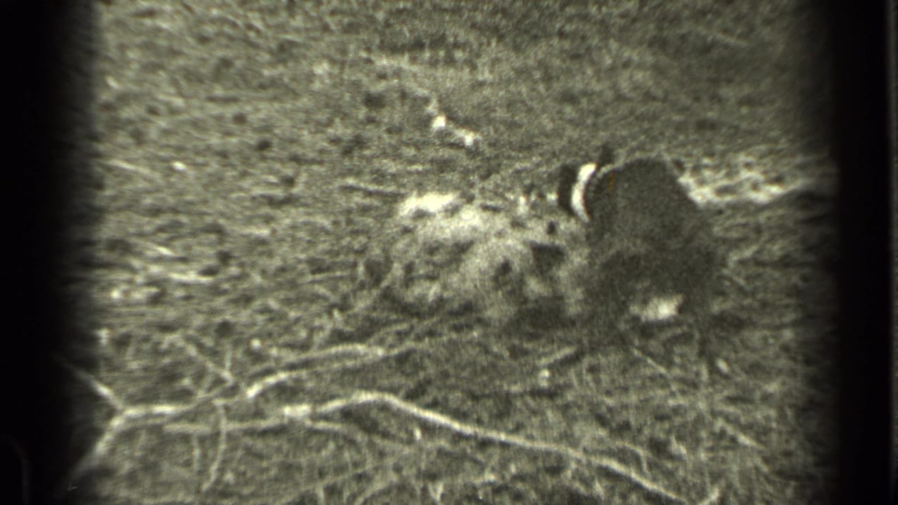 Dogs scuffling on wooded ground in grainy black-and-white 8mm footage.
