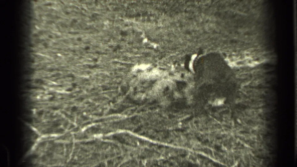 Two dogs appear to scuffle on forest ground in 1937 Bend, Oregon home-movie footage, with dark frame edges and visible film grain.