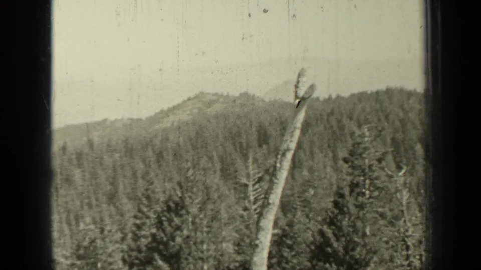 Bend, Oregon 1937 landscape frame showing dense evergreen hills, a distant ridge, and a bare trunk in the foreground.