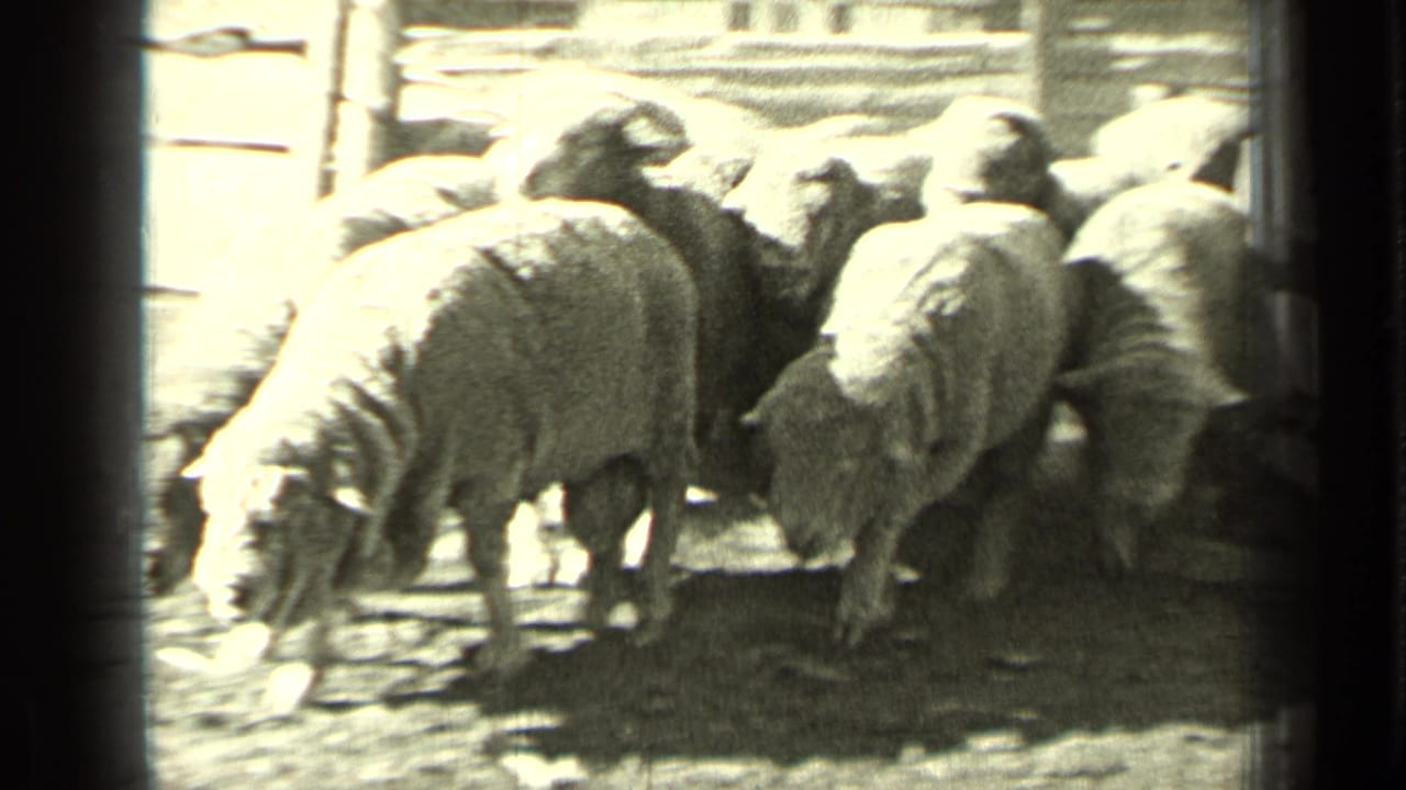 Sheep cluster and move through a bright outdoor pen area in the 1937 Bend, Oregon ranch footage.