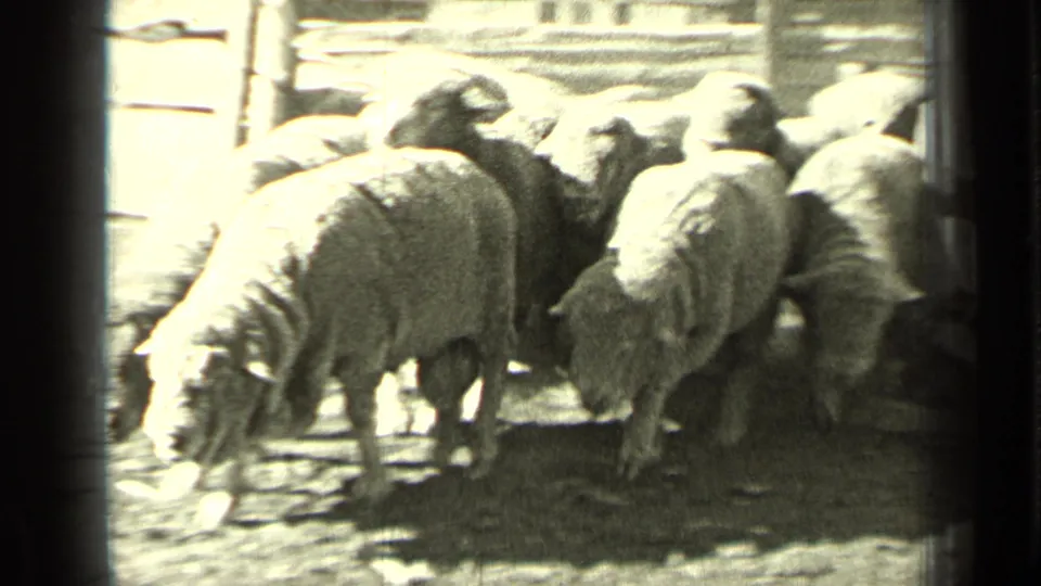 Sheep cluster and move through a bright outdoor pen area in the 1937 Bend, Oregon ranch footage.