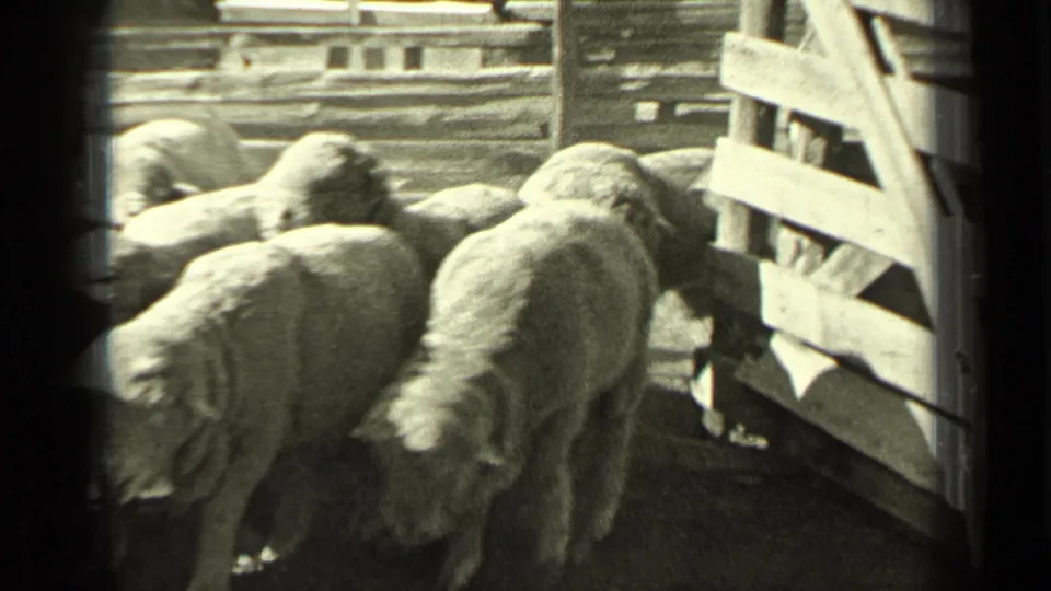 A close black-and-white view shows sheep moving beside a wooden gate within the Bend, Oregon ranch pen scene.