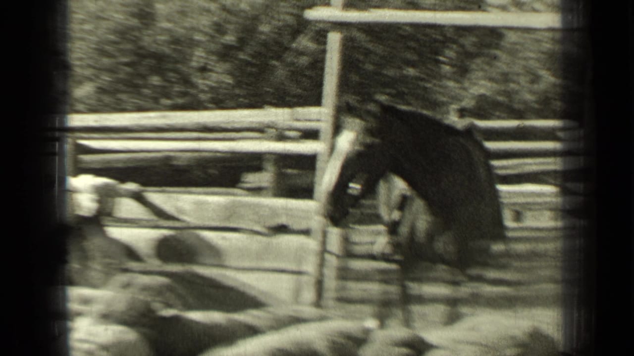 Horse standing beside a wooden fence with sheep blurred in the foreground.