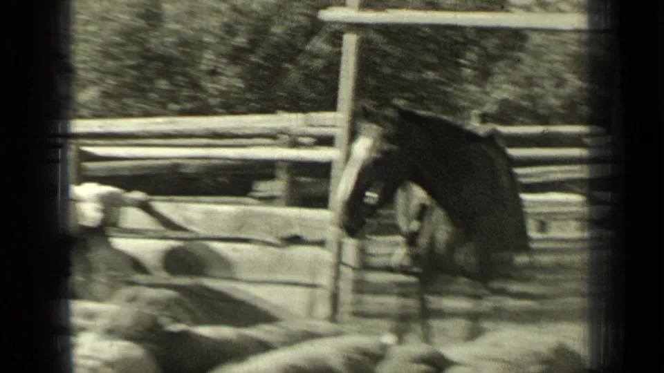 In this 1937 Bend, Oregon home-movie frame, a horse stands near a wooden ranch fence with sheep passing close to the camera.
