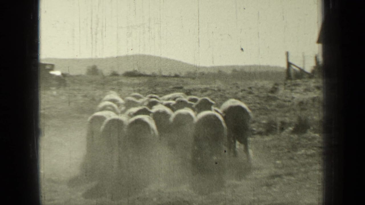 Flock of sheep moving across a dusty field with low hills in the distance.