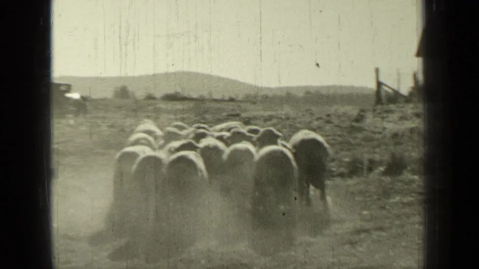 A flock of sheep moves through dust in an open Bend, Oregon field, with low hills and fence posts visible in the background.