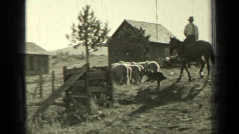 A rancher on horseback follows sheep near a wooden barn in Bend, Oregon, while a herding dog moves beside the flock.