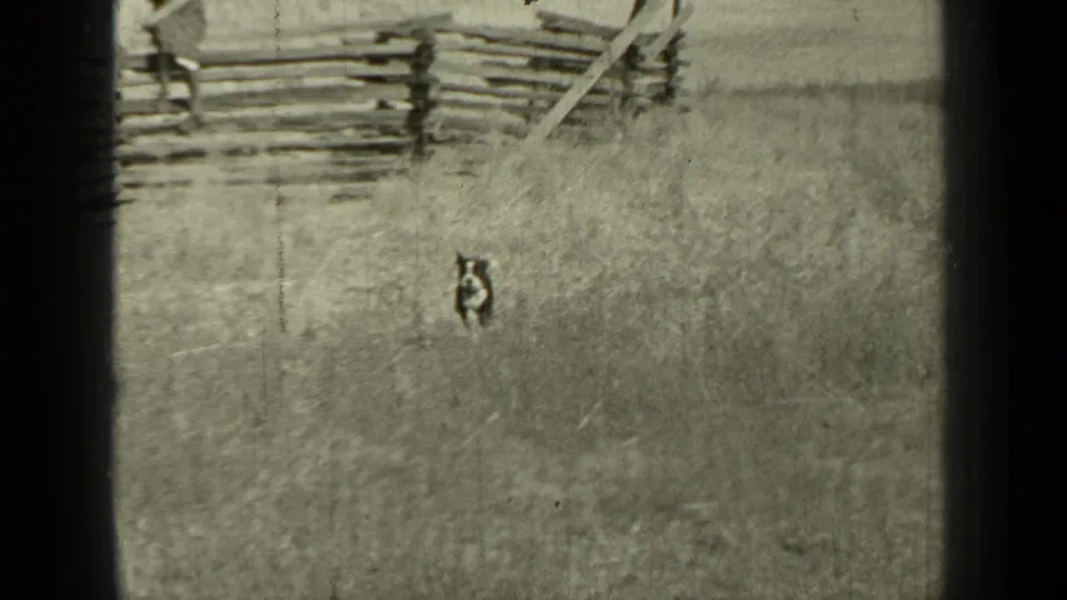 The small dog appears in the foreground grass while the split-rail fence and rural Bend landscape remain in the background.