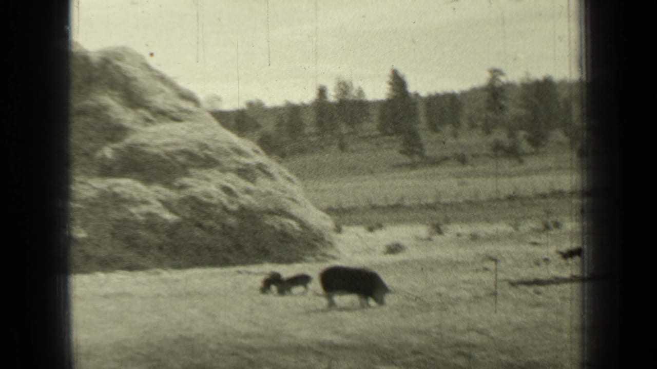 Hogs forage in a field beside a large mound with trees and hills behind them.
