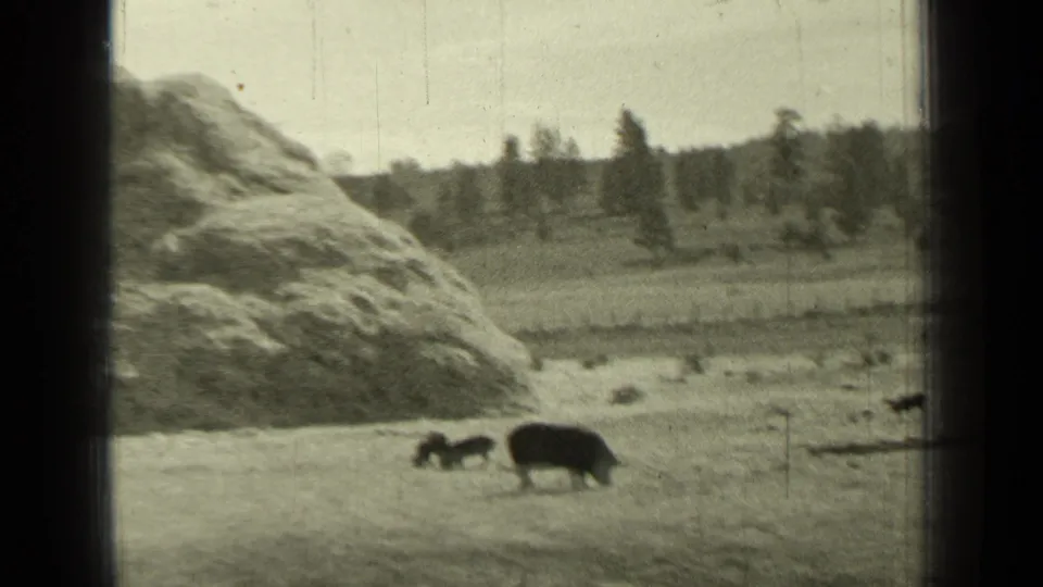 1937 Bend, Oregon rural frame with hogs feeding near a large mound, low hills, scattered trees, and a dark central film edge.