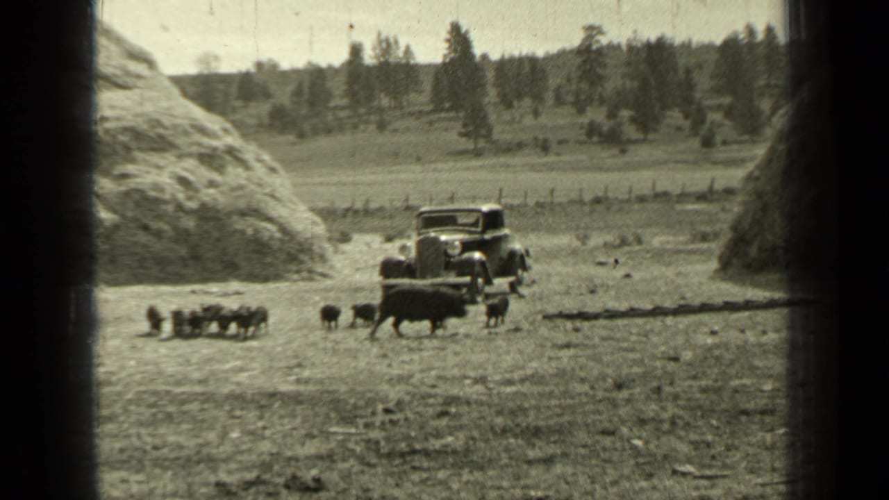 Cattle and calves move through a pasture near a parked early automobile and large hay stacks.