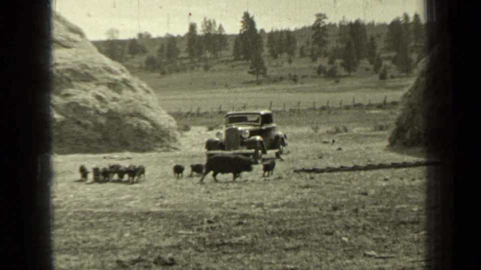 1937 Bend, Oregon home-movie frame showing cattle and calves in a pasture near a parked early automobile, hay stacks, fencing, and trees.