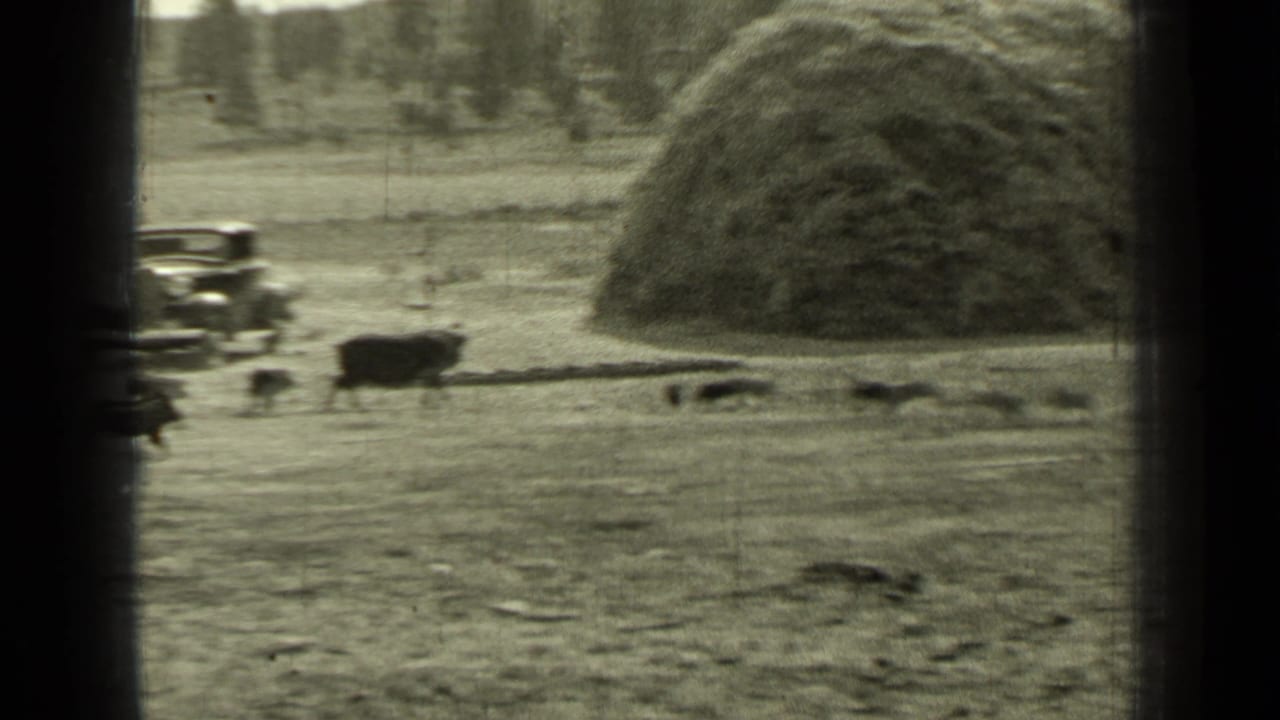 A car sits near a hay stack as cattle move across an open field.