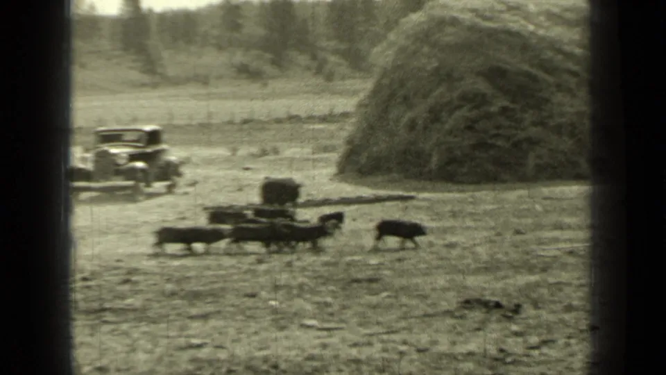 1937 Bend, Oregon home-movie frame with cattle in the foreground, an early automobile behind them, and a large hay stack at right.
