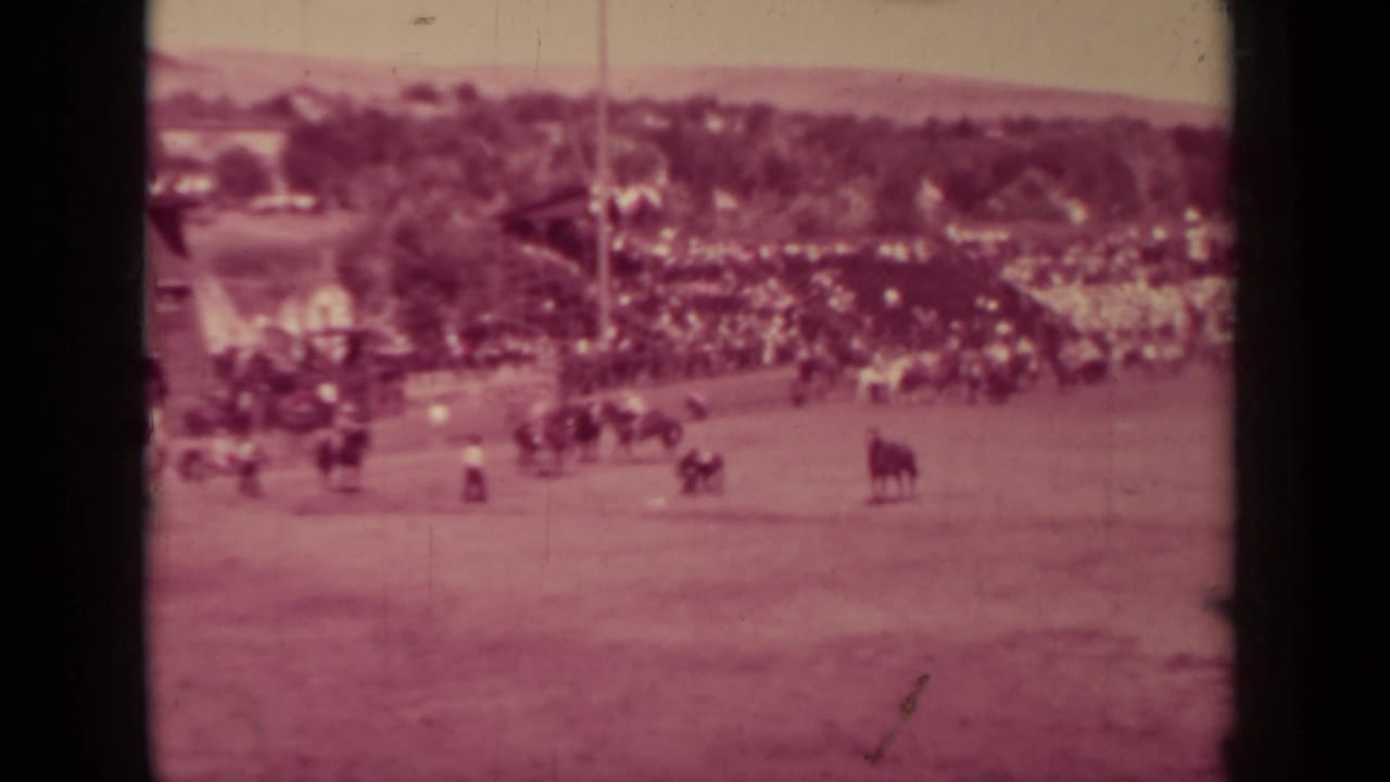 Wide rodeo arena with horseback riders, cattle, and a crowd along the far rail.
