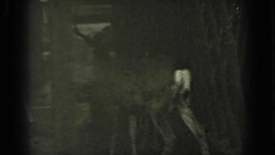 The deer walks away in low light, its body and antlers faintly visible in the 1937 Klamath home-movie frame.