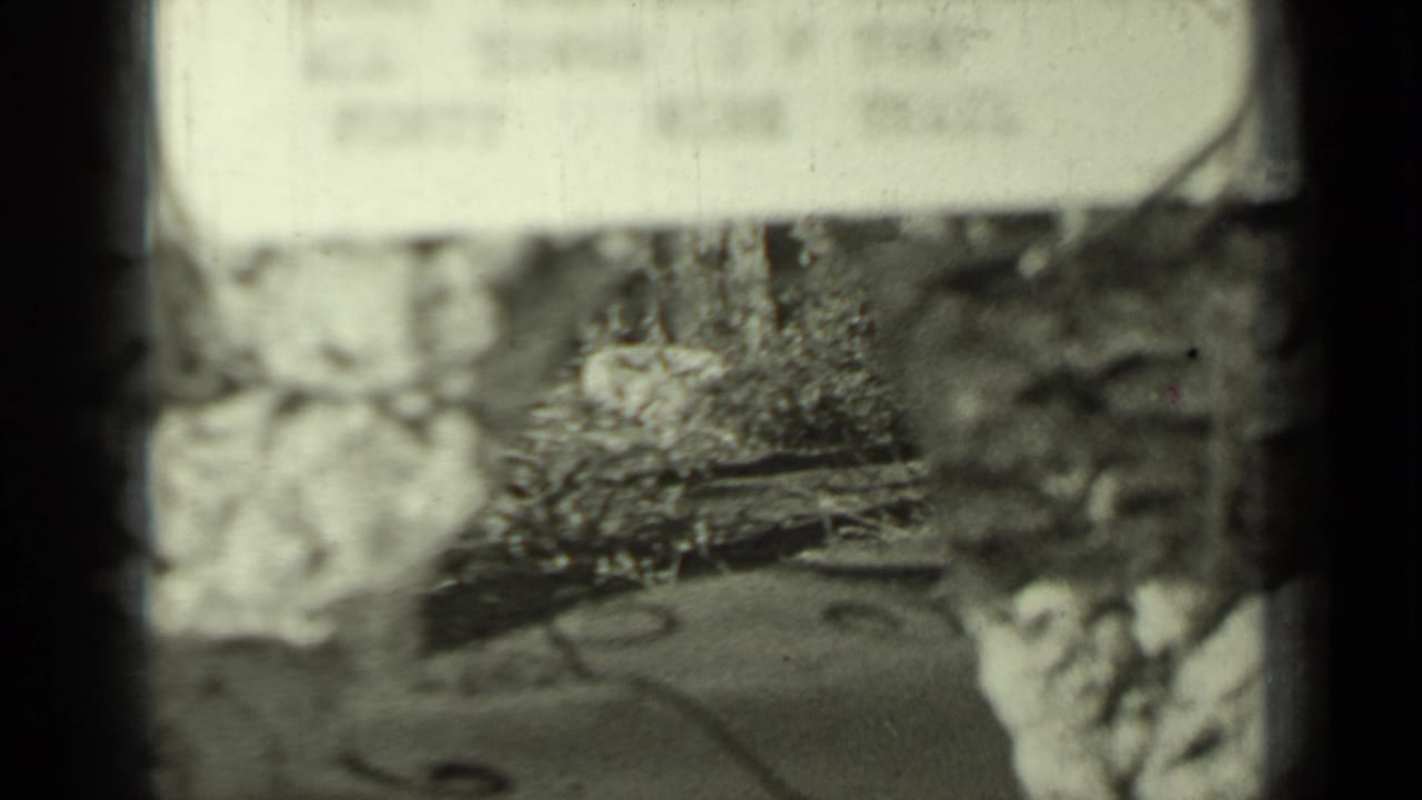 Soft, partially obscured view of a wooded area and stone wall through 8mm frame edges.