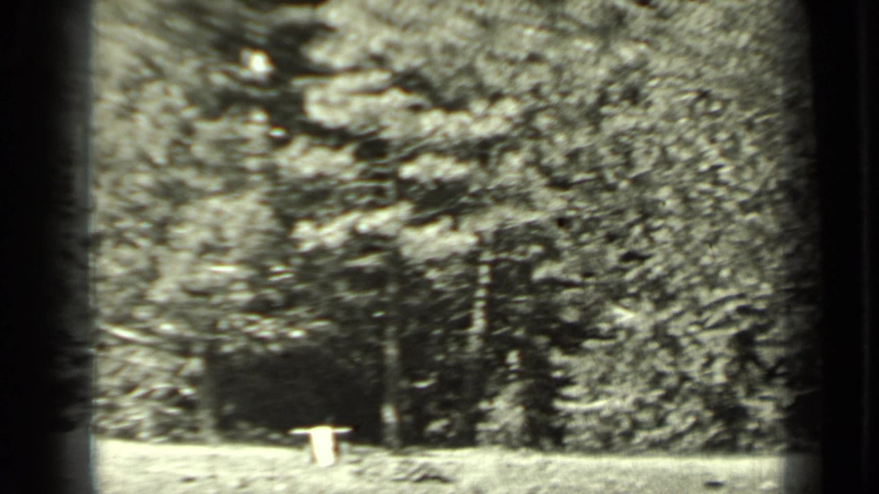 1937 Klamath, California home-movie frame showing dense pine woodland, a pale ground object, and a shadowed clearing.