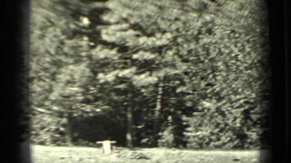 1937 Klamath, California home-movie frame showing dense pine woodland, a pale ground object, and a shadowed clearing.