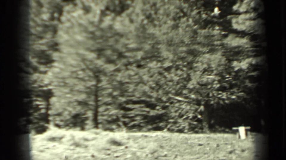 1937 Klamath, California woodland view with pine trunks, brush, rough ground, and a pale object near the right edge.