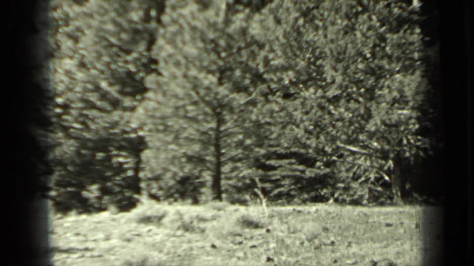 1937 Klamath, California frame showing a bright rough clearing bordered by dense pine trees and shadowed brush.