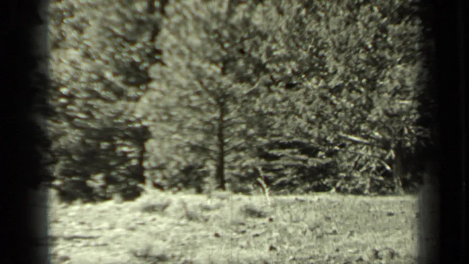 1937 Klamath, California home-movie frame of shadowed pine woodland, scrub grass, brush, and a rough clearing.